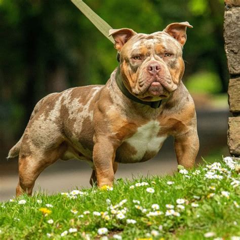 micro exotic bully price philippines|What to Expect for American Bully Prices in the Philippines for .